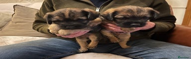 Border Terrier Puppy 2