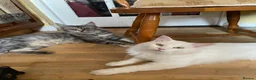 Maine Coon cats for sale: White Maine Coon kittens in Bury Saint Edmunds - Advert 7