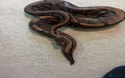 Python Snake reptiles for sale: Ball python  - Image 2