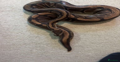 Python Snake reptiles - Advert 7
