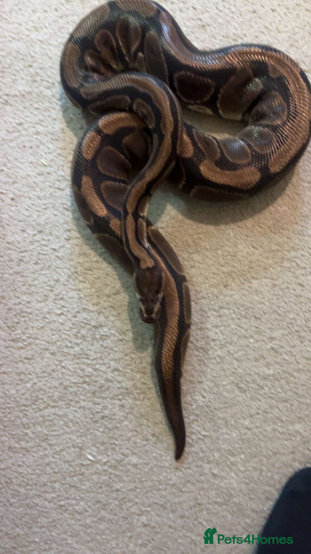 Python Snake reptiles for sale: Ball python  - Image 2