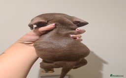 Miniature Dachshund dogs for sale: Smooth haired daxies available 3boys 3 girls - Image 12