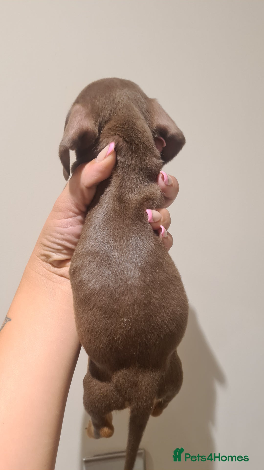 Miniature Dachshund dogs for sale: Smooth haired daxies available 3boys 3 girls - Image 12