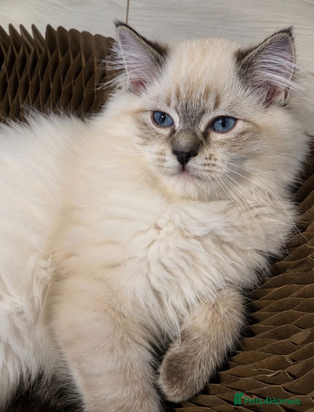 Ragdoll cats TICA Ragdoll Boys Ready Now - Neutered & Fully Vax - Advert 2