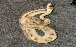 Python Snake reptiles for sale: X3 female ball pythons  - Image 6