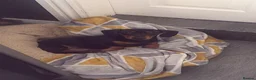 Miniature Dachshund dogs for sale: Miniature Dachshund Boy For Sale 9 Months  - Advert 5