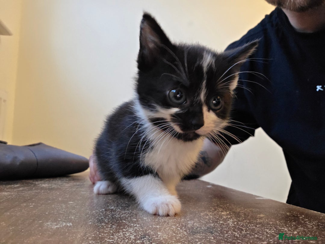 Mixed Breed cats for sale: Kittens for sale  - Image 5