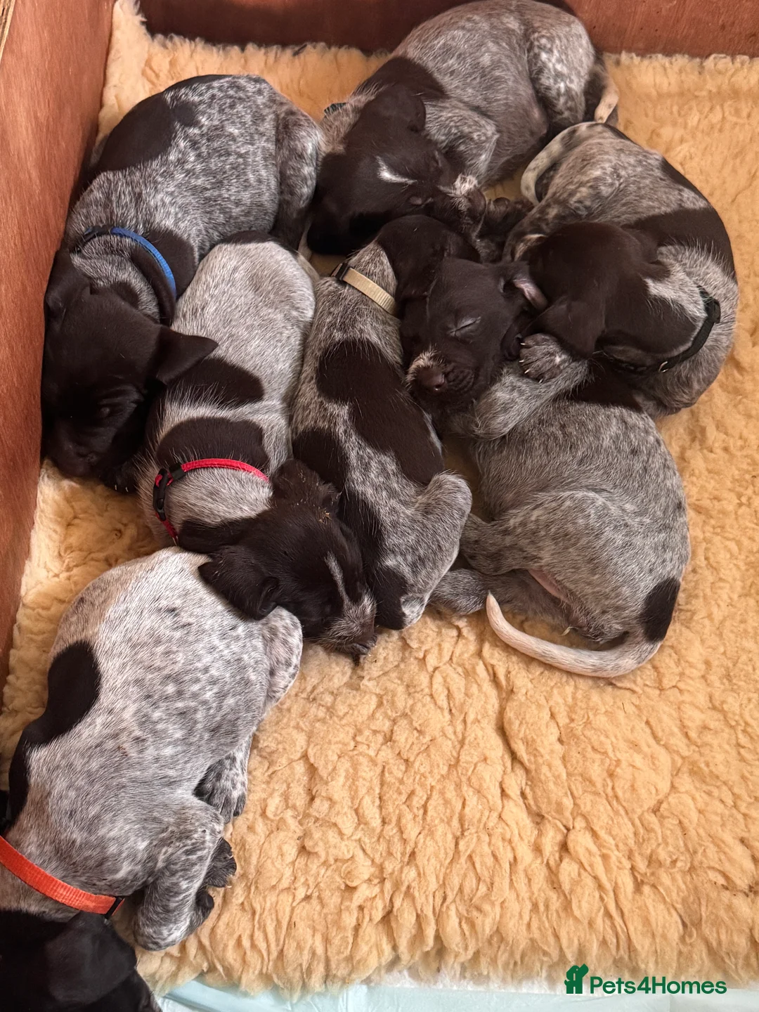 Mixed Breed dogs for sale: German pointers  - Advert 14
