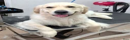 Golden Retriever dogs for stud: STUD DOG ‘ORLAGOLD MAJOR TOM’ (Ziggy)  - Advert 5
