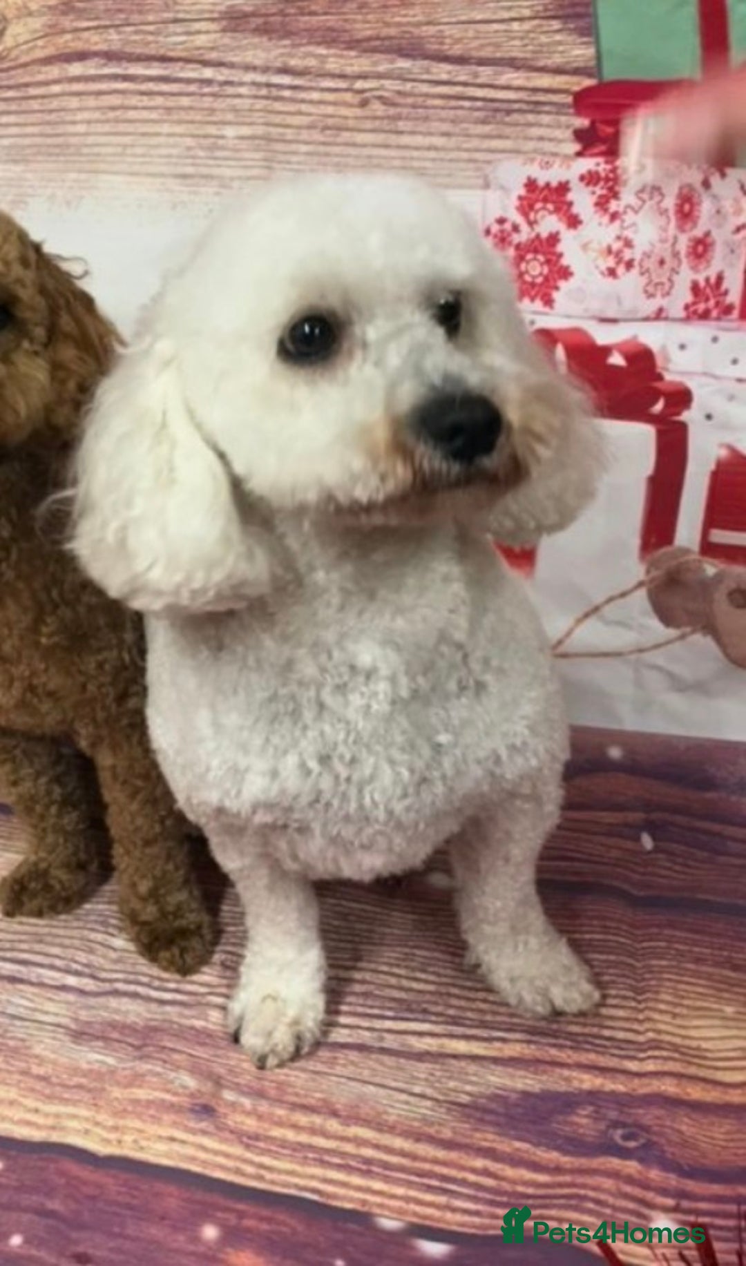 Poochon dogs for sale: Gorgeous Poochon puppies 2 girls 3 boys - Advert 26