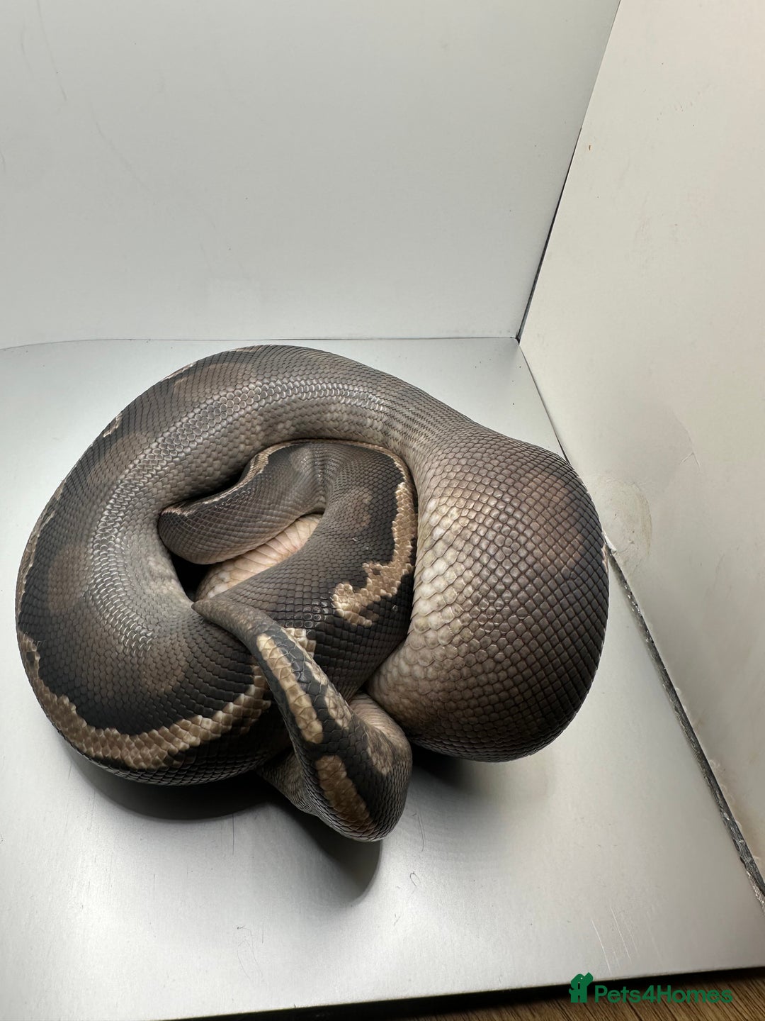 Python Snake reptiles for sale: Multiple ball pythons for sale - Advert 1