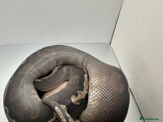 Python Snake reptiles Multiple ball pythons for sale - Advert 5