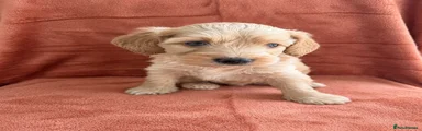Cockapoo 1