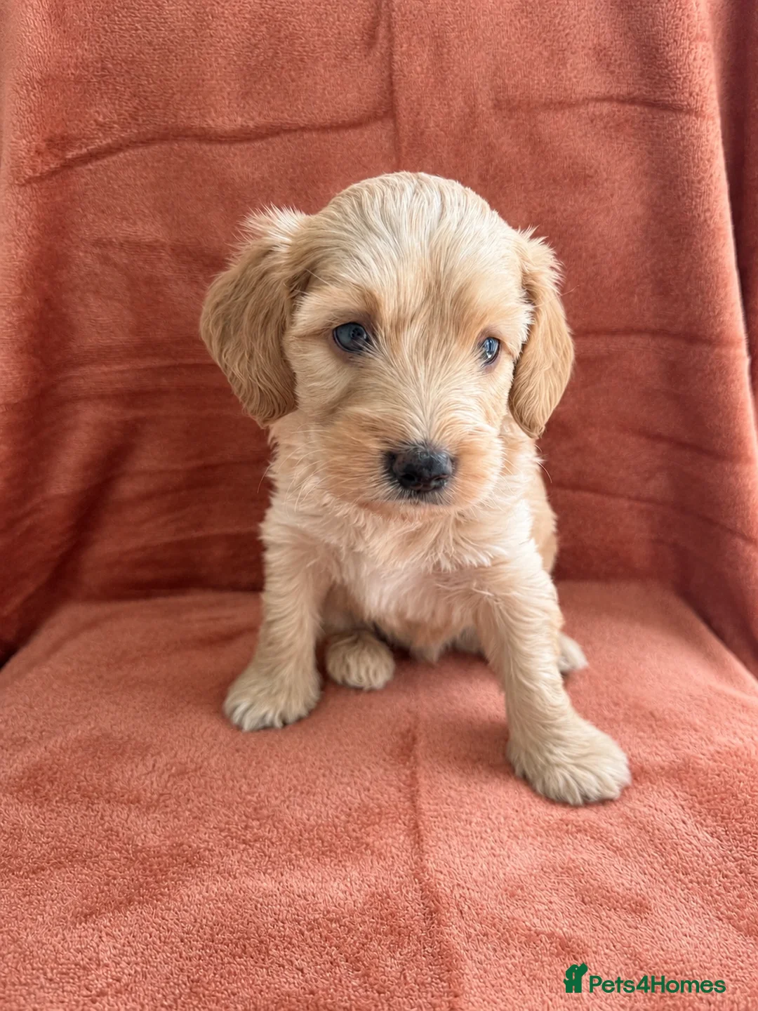 Cockapoo dogs for sale: Beautiful F1 Cockapoo Boy - Advert 6