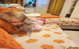 Chinchilla rodents for sale: Chinchila  - Advert 3