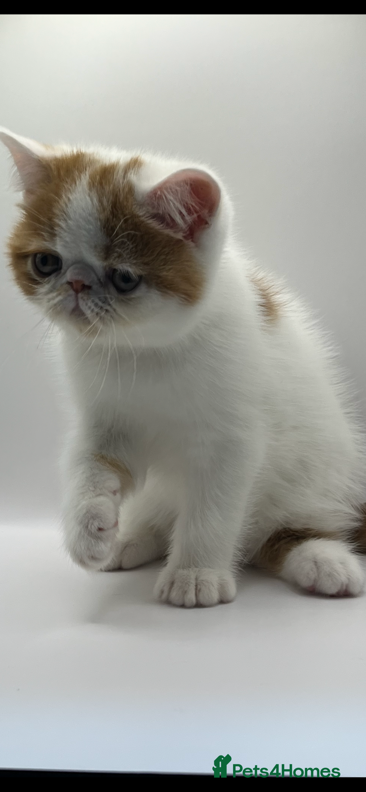 Exotic cats Exotic kittens  - Advert 1