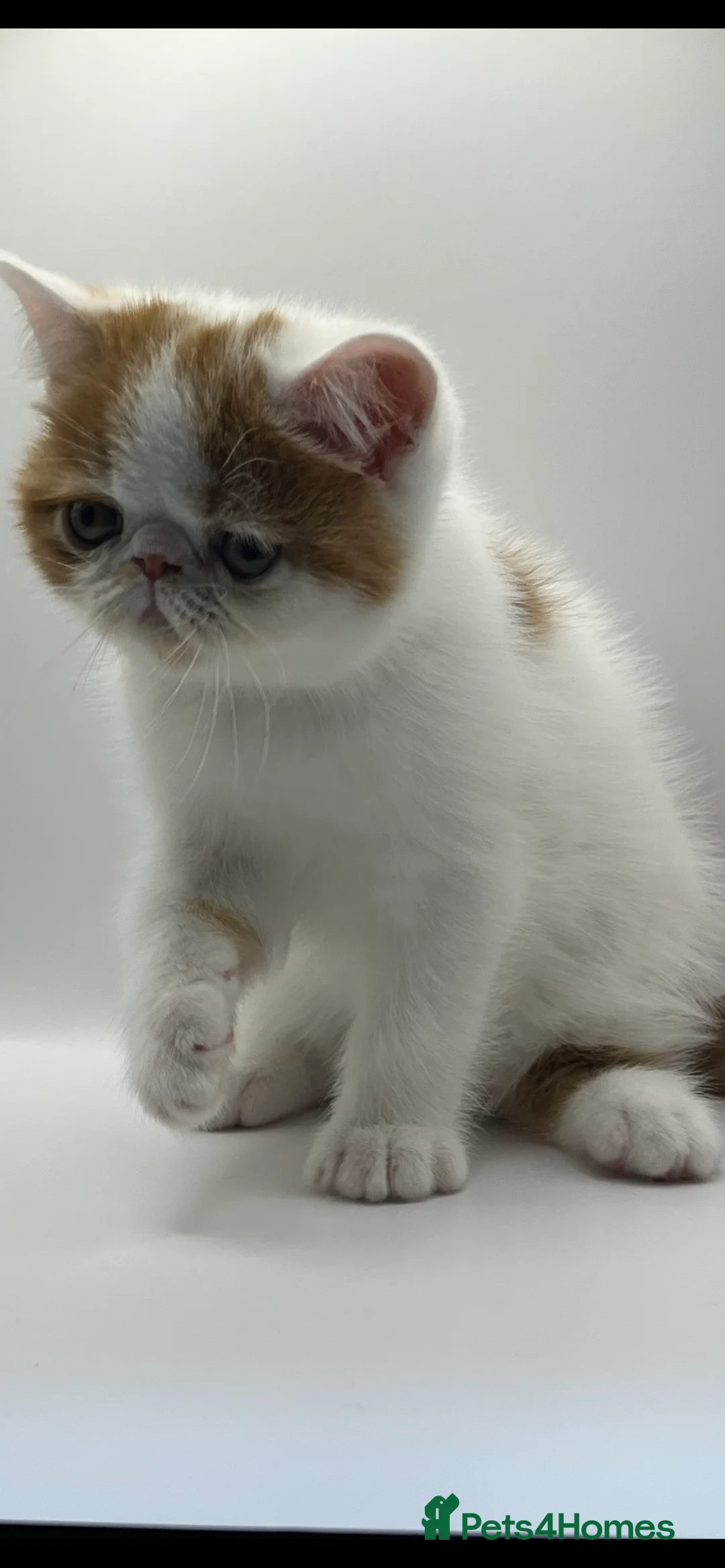 Exotic cats for sale: Exotic kittens  - Advert 4