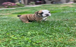 English Bulldog dogs for sale: Stunning litter of  English bulldog puppies - Image 22