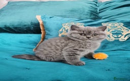 British Shorthair cats for sale: BSH🇬🇧👑🇬🇧💙British Shorthair girl😻💙 Gccf  - Image 13