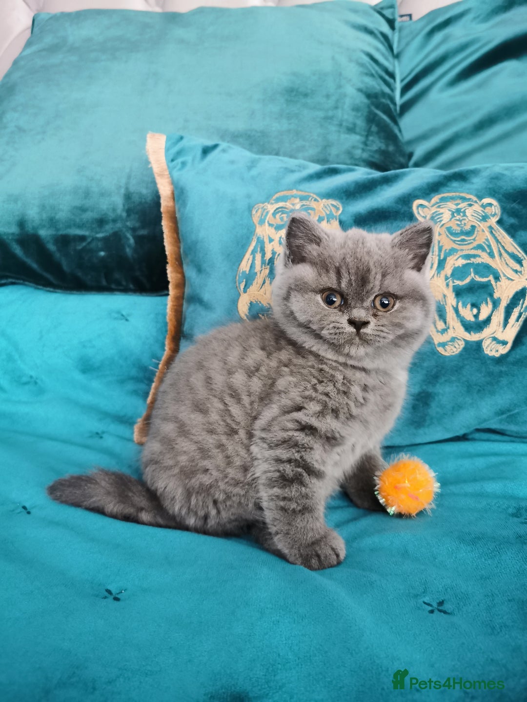 British Shorthair cats for sale: BSH🇬🇧👑🇬🇧💙British Shorthair girl😻💙 Gccf  - Image 13