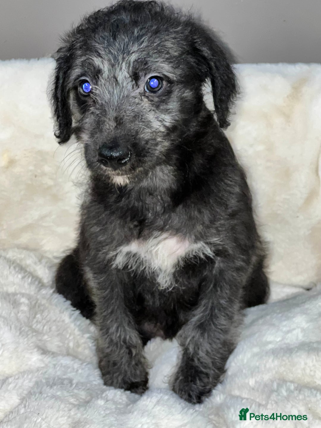 Bedlington Terrier dogs for sale: Fantastic F1 Bedlington x Whippet Puppies - Advert 10