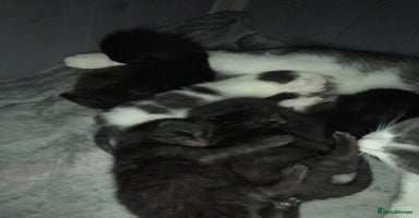 Mixed Breed cats - Advert 10