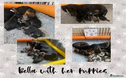 Miniature Dachshund dogs for sale: Miniature Black and Tan Dapple Dachshunds - Image 3