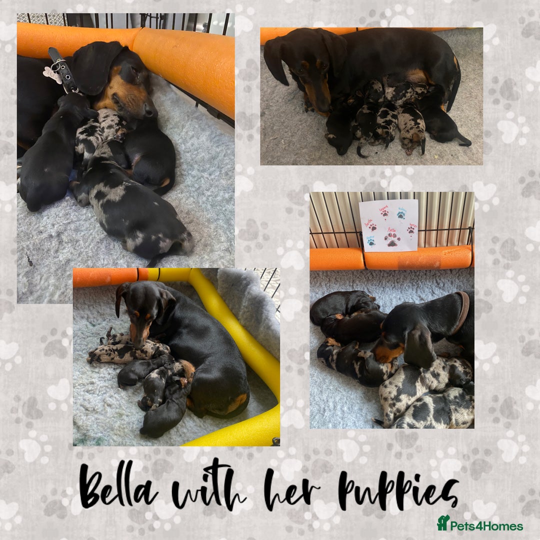 Miniature Dachshund dogs for sale: Miniature Black and Tan Dapple Dachshunds - Image 3
