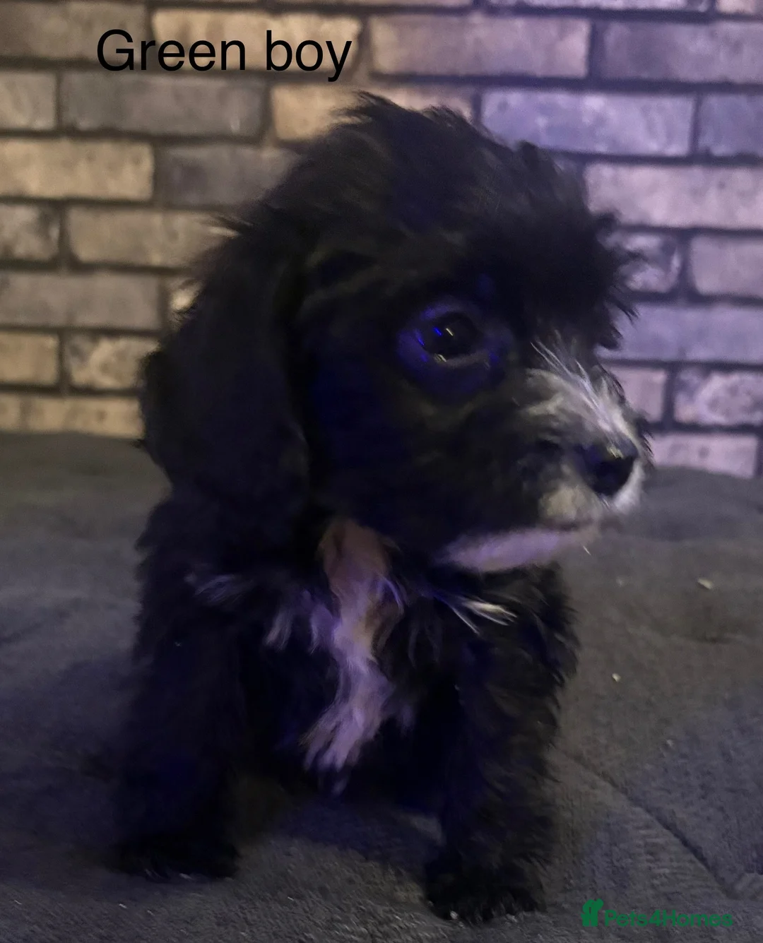 Cockapoo dogs for sale: Beautiful cockapoo puppies  - Advert 2