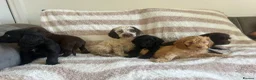 Cocker Spaniel dogs for sale: Beautiful Cocker spaniel pups  - Advert 6