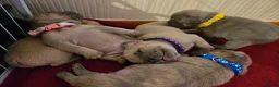 French Bulldog dogs for sale: 1 boy and 1 girl left in Derby - Advert 12