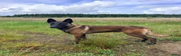 Belgian Shepherd Dog dogs for sale: Malinois Litter  in Airdrie - Advert 4