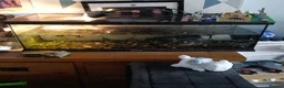 Turtle reptiles for sale: 2 musk turtle with full setup  - Advert 3
