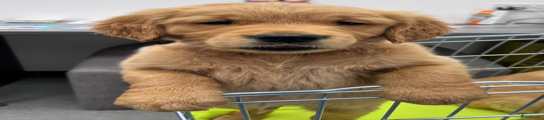 Golden Retriever Puppy 4