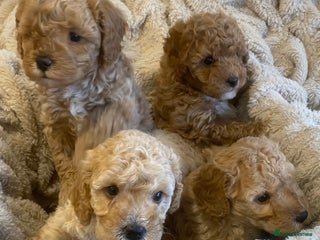 Cavapoo dogs Gorgeous Fluffy Cavapoo Puppys Health checked - Advert 14
