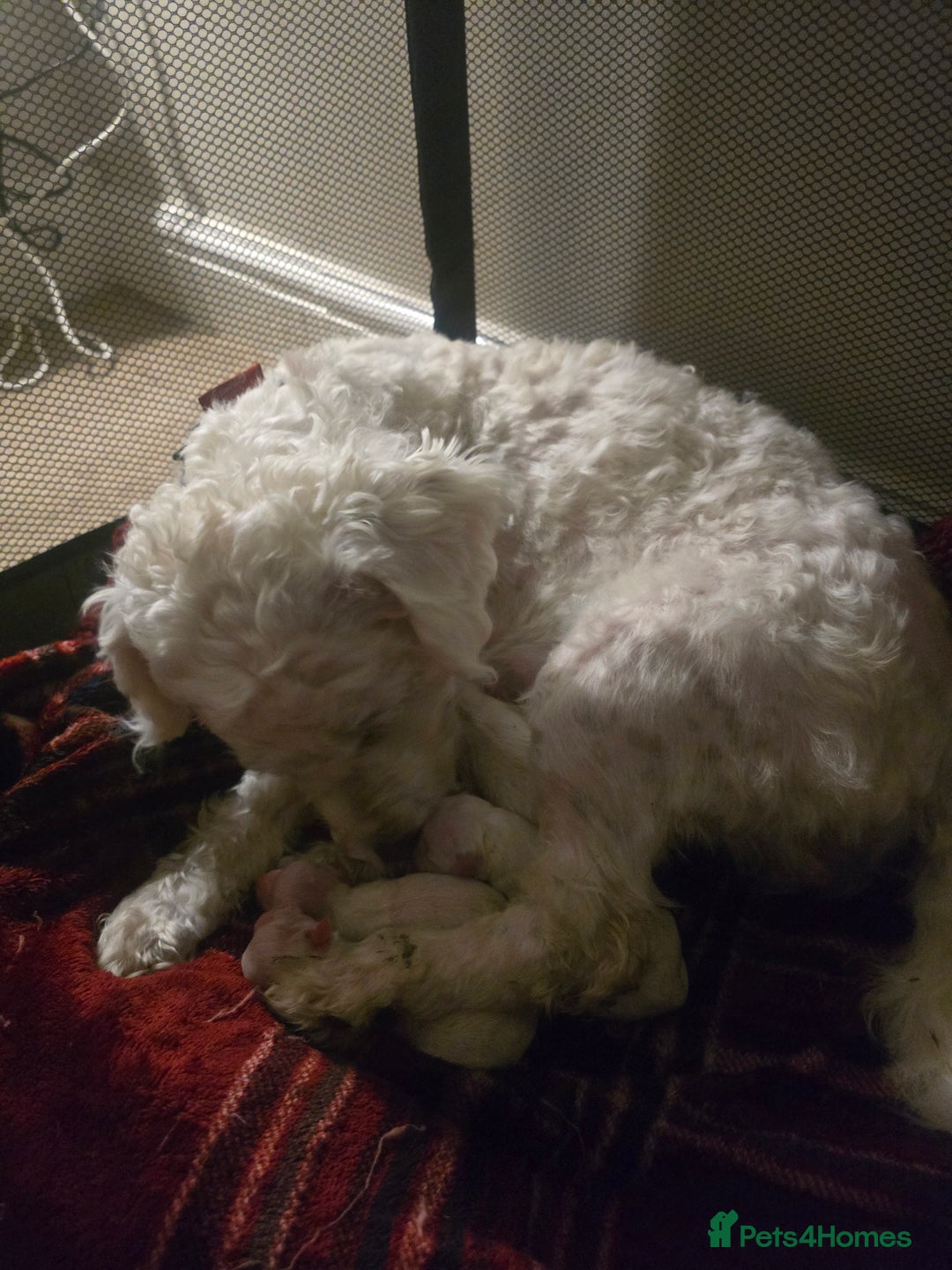 Bichon Frise dogs for sale: Beautiful bichon frise puppies - Image 7