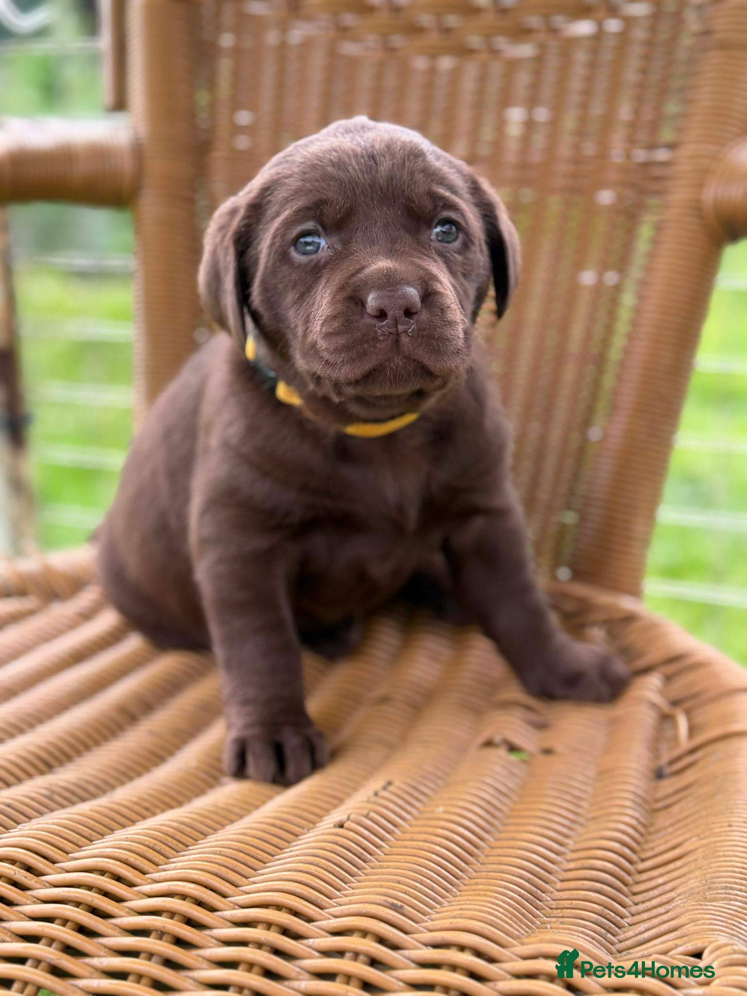 Labrador Retriever dogs ⭐️Chocolate and Silver Labrador puppies⭐️ - Advert 2