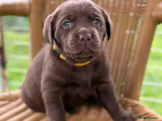 Labrador Retriever dogs ⭐️Chocolate and Silver Labrador puppies⭐️ - Advert 2