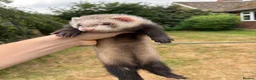 Ferret rodents for sale: Ferrets for sale  in Canterbury - Advert 2