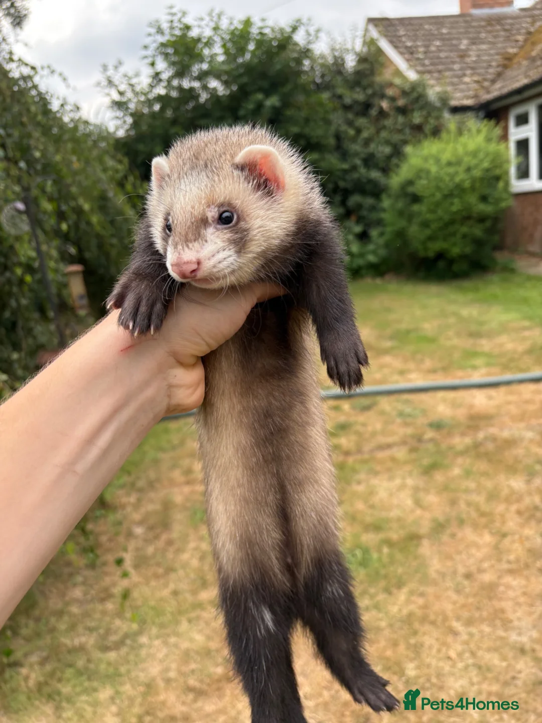 Ferret rodents for sale: Ferrets for sale  in Canterbury - Advert 2