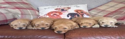 Golden Retriever dogs for sale: Beautiful KC Reg Golden Retriever puppies!!  - Advert 13