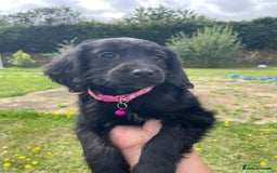 Cockapoo dogs for sale: Beautiful Cockapoo Puppies  - Image 1