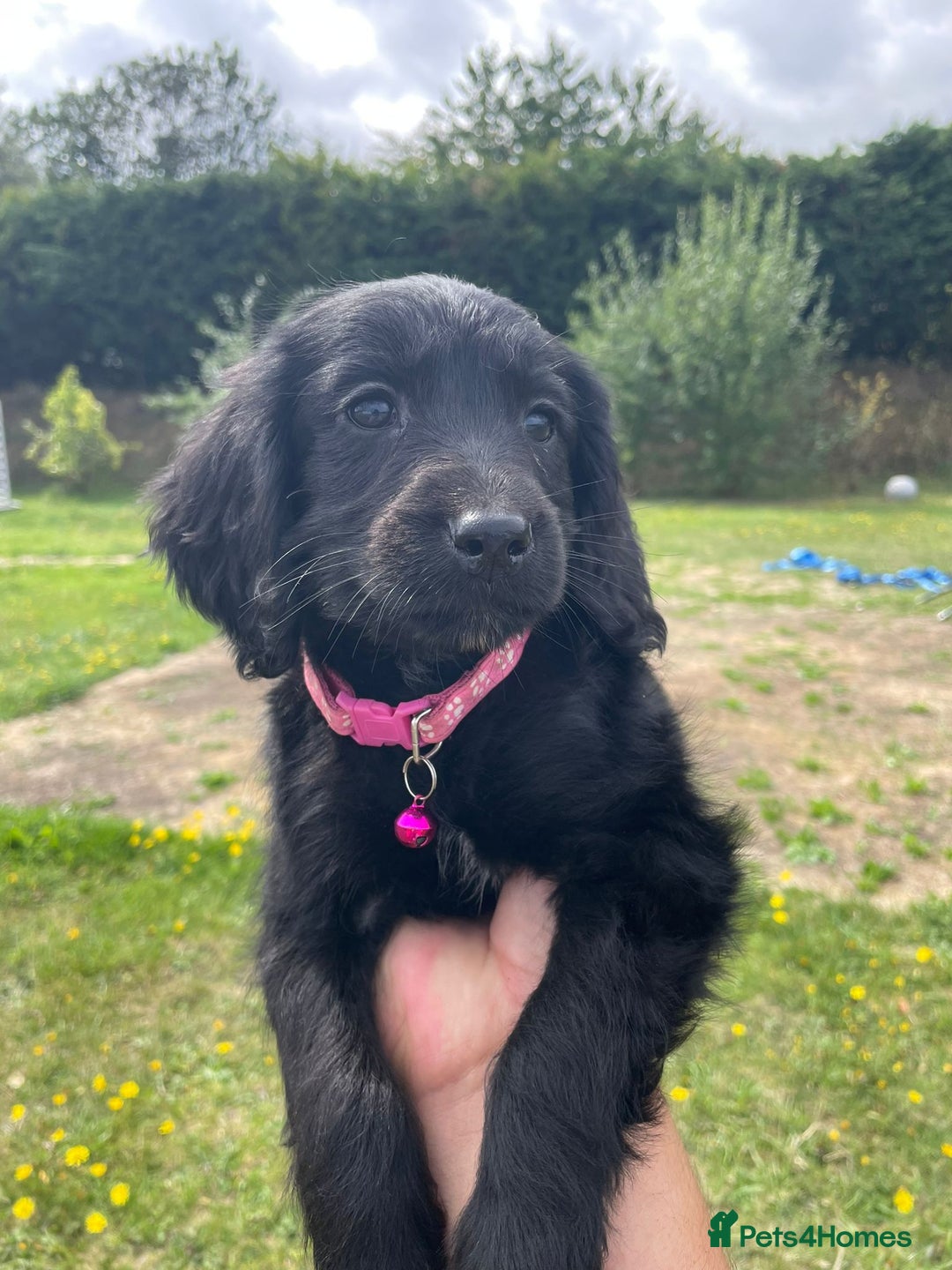 Cockapoo dogs for sale: Beautiful Cockapoo Puppies  - Image 1