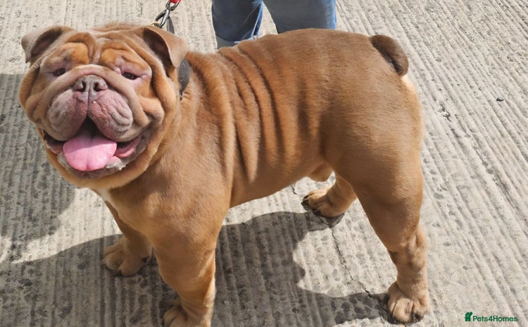 English Bulldog dogs - Advert 3
