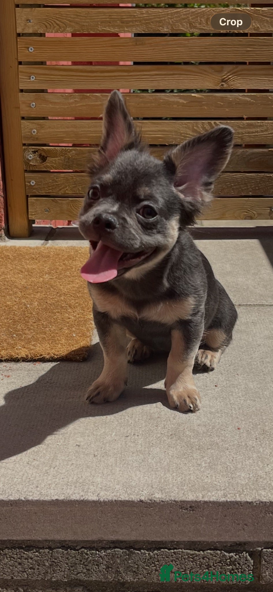 French Bulldog dogs 3 beautiful pups  - Advert 19