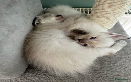 Ragdoll cats for sale: Beautiful Rag doll kittens for sale  - Image 6