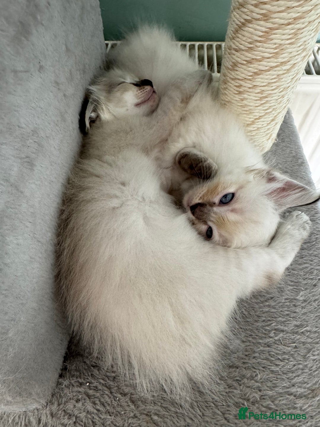 Ragdoll cats for sale: Beautiful Rag doll kittens for sale  - Image 6