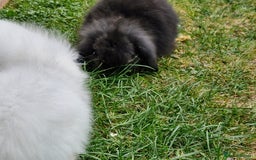 Lionhead rabbits for sale: 5 baby bunnies looking for new homes  - Image 5