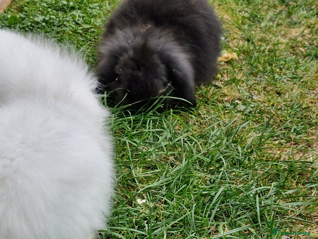 Lionhead rabbits for sale: 5 baby bunnies looking for new homes  - Image 5