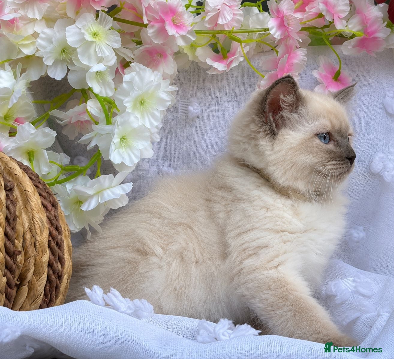 Ragdoll cats ✨️ Beautiful TICA-Registered Ragdoll Kittens ✨️ - Advert 2